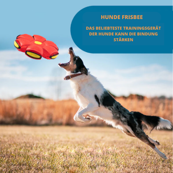 50% RABATT | AeroFetch™ | Endloser Spaß Hund Bumerang Spielzeug
